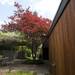 A large Japanese maple tree shades the back patio area.  Melanie Maxwell | AnnArbor.com
